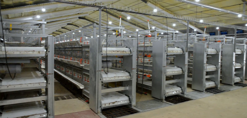 華全官網(wǎng)丨保供電,守安全!華全1000千瓦發(fā)電機組助力養(yǎng)殖企業(yè)高質(zhì)量發(fā)展